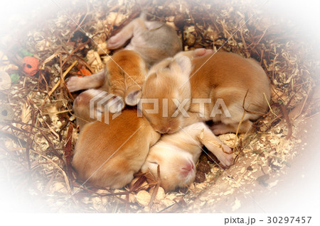 Little rabbit babies Little rabbit babies 30297457