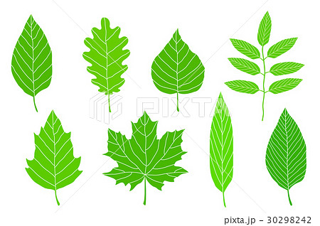 set of green leaves 30298242