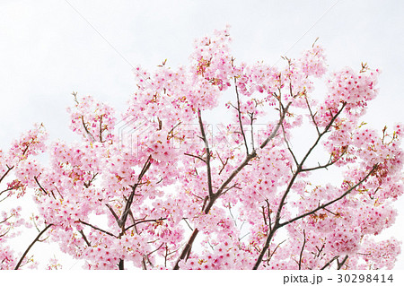 横浜緋桜が満開 30298414