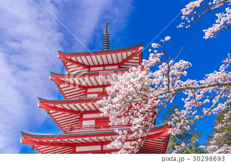 日本の春 新倉山浅間公園のさくら 日本の春 新倉山浅間公園のさくら 30298693