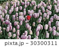 チューリップ 30300311