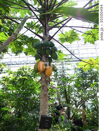 パパイア 30300494