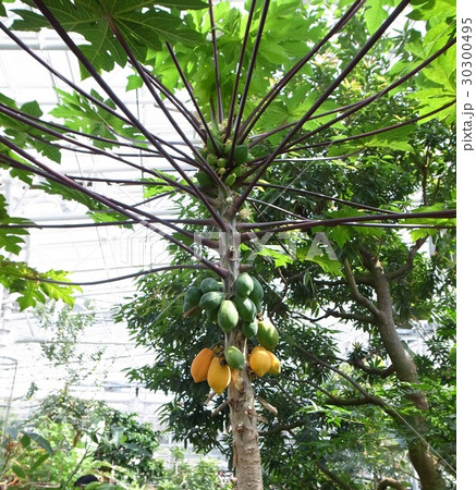 パパイア 30300495