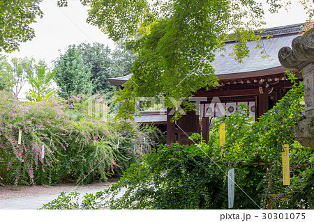 萩 - 梨木神社 30301075