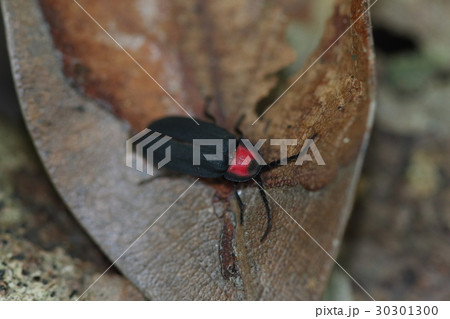 生き物 昆虫 サキシママドボタル、石垣島の森で。背中が亀の甲羅の様に前に張り出して頭を隠しています 生き物 昆虫 サキシママドボタル、石垣島の森で。背中が亀の甲羅の様に前に張り出して頭を隠しています 30301300