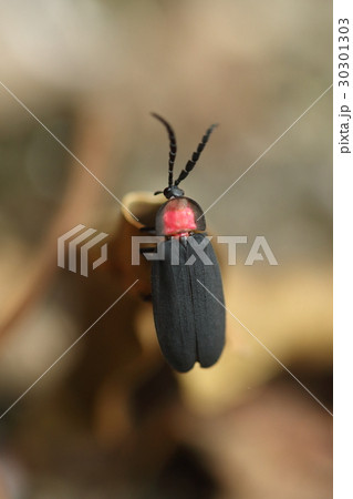 生き物　昆虫　サキシママドボタル、石垣島の森で。活発に動く時には頭が良く見えます 30301303