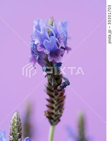 ラベンダー 30301703