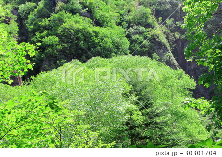 信州の新緑　その２３　：　花と植物が織りなす色紙　その３７５ 30301704