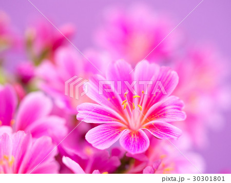 レウィシア 30301801