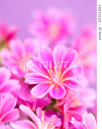 レウィシア 30301802