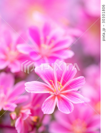 レウィシア 30301806