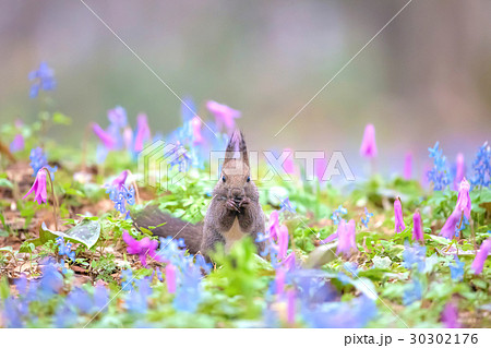エゾリス 北海道樺戸郡浦臼町 浦臼神社 カタクリ エゾエンゴサクの写真素材