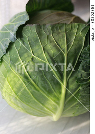 新鮮な春キャベツ一玉　葉野菜 30302361