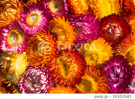 Dry straw flowers background or everlasting. Dry straw flowers background or everlasting. 30302685