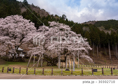 岐阜県根尾村　満開の淡墨桜 30302710