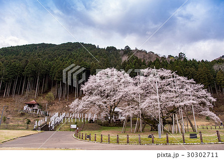 岐阜県根尾村 満開の淡墨桜の写真素材 [30302711] - PIXTA