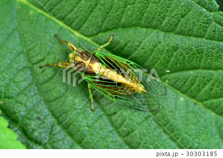 蝉 セミ せみ 30303185