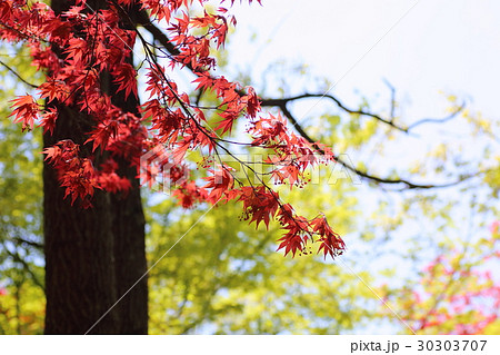 カエデ　ノムラ 30303707