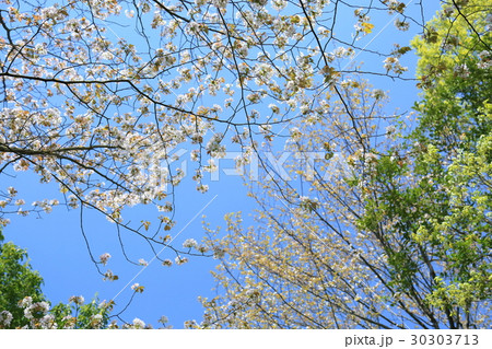 ヤマザクラの花 ヤマザクラの花 30303713