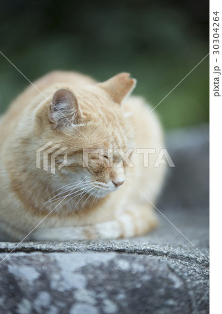 眠い猫の写真素材