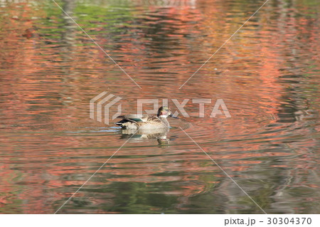 ヒドリガモ (交雑種) その5。 Eurasian Wigeon 30304370