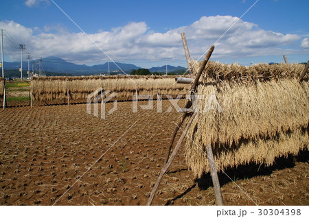 稲刈り 30304398