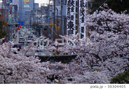 桜 桜 30304405