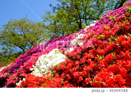 綺麗なツツジの景色・花の木公園の写真素材 [30304588] - PIXTA