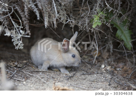 グレーの子うさぎ２の写真素材