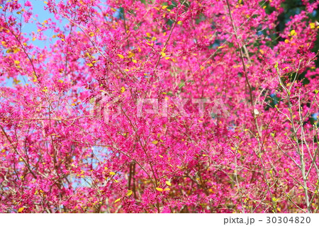 ベニバナトキワマンサクの花 30304820