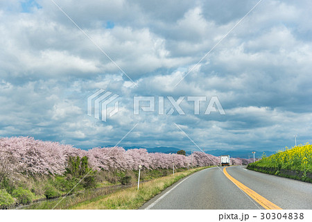 岐阜県大垣市 犀川堤の桜堤防 岐阜県大垣市 犀川堤の桜堤防 30304838