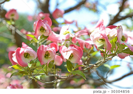 小花の蕾を包む花水木の総苞片 30304856