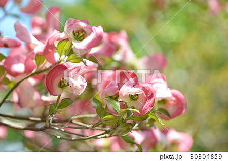 小花の蕾を包む花水木の総苞片 30304859