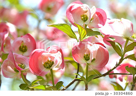 小花の蕾を包む花水木の総苞片 30304860