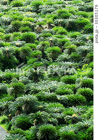 奄美大島　ソテツジャングル 30305179