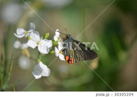 アオバセセリ 30305204