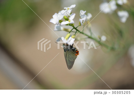 アオバセセリ 30305205