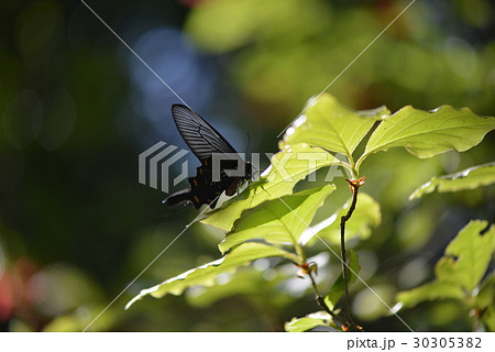 ジャコウアゲハとツツジの木 ジャコウアゲハとツツジの木 30305382