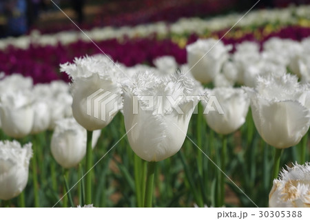 可憐な白いチューリップ 30305388