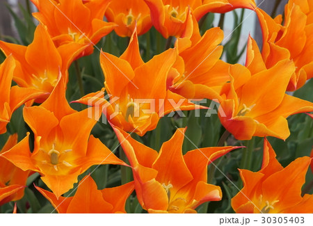 チューウリツプ 花オレンジ色 02 チューウリツプ 花オレンジ色 02 30305403