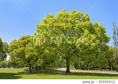新緑の花博記念公園 新緑の花博記念公園 30305612