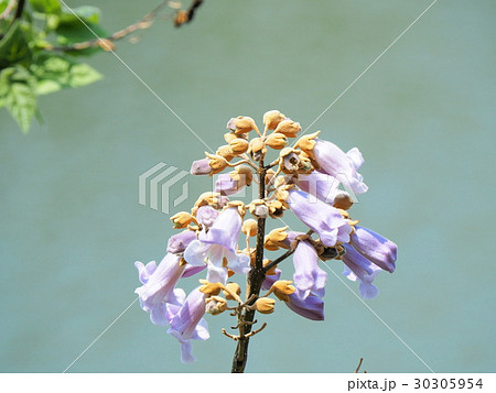 服部大池の傍らに咲く桐の花 服部大池の傍らに咲く桐の花 30305954