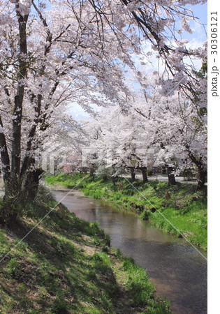 山梨県忍野村の新名庄川沿いに咲く満開の桜並木 30306121