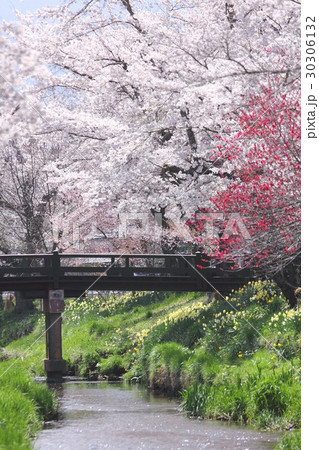 山梨県忍野村の新名庄川に架かる大門橋と満開の桜並木 山梨県忍野村の新名庄川に架かる大門橋と満開の桜並木 30306132