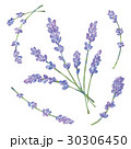 ラベンダー 30306450