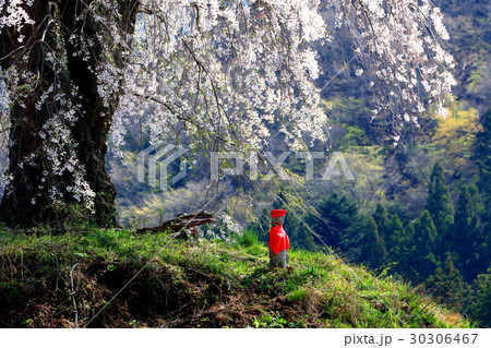 しだれ桜と地蔵 しだれ桜と地蔵 30306467