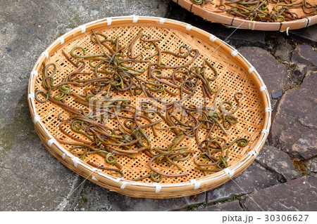 ゼンマイを干す 30306627