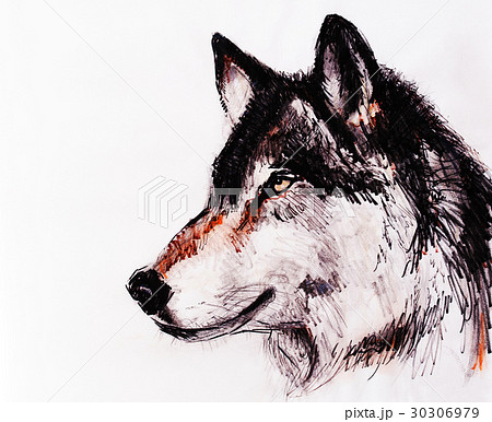 Drawing Wolf On Old Paper Original Hand Draw のイラスト素材