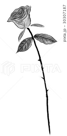 薔薇 花 イラスト 水墨画のイラスト素材
