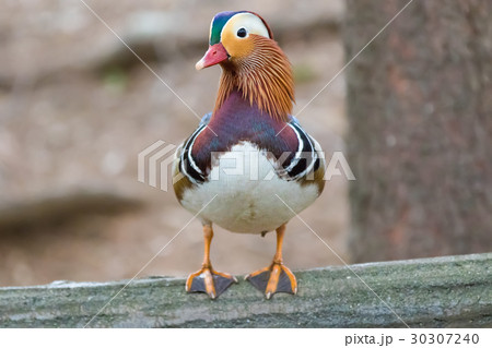 オシドリ-Mandarin duck オシドリ-Mandarin duck 30307240